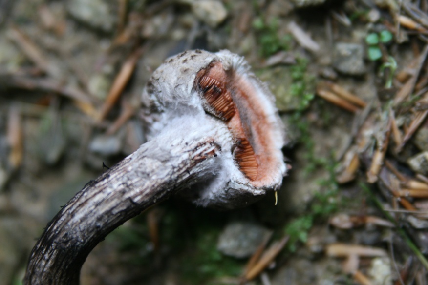 Strobilomyces strobilaceus (?)